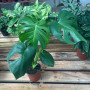 Monstera Deliciosa (L)