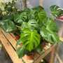Monstera Deliciosa (S)