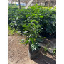 Naranjito del Amor / Solanum pseudocapsicum