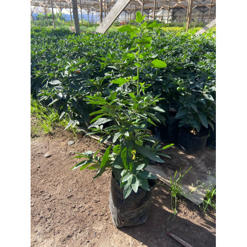 Naranjito del Amor / Solanum pseudocapsicum