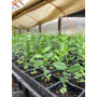 Bandeja de Quillay en Plantin