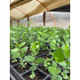 Bandeja de Quillay en Plantin