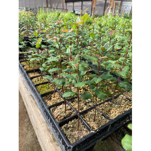 Bandeja de Peumo en Plantin