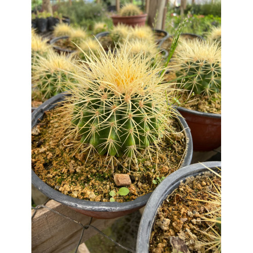 Cactus Grusonii / Asiento de la suegra