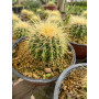 Cactus Grusonii / Asiento de la suegra