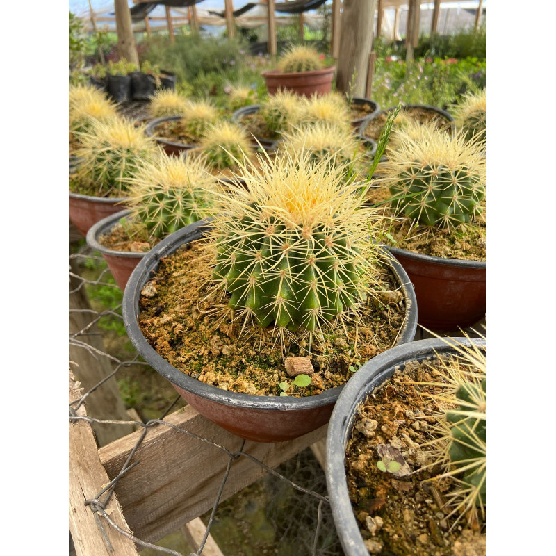 Cactus Grusonii / Asiento de la suegra Tamao XXS (10cm - 20cm) Maceta  MAC-15