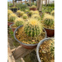 Cactus Grusonii / Asiento de la suegra
