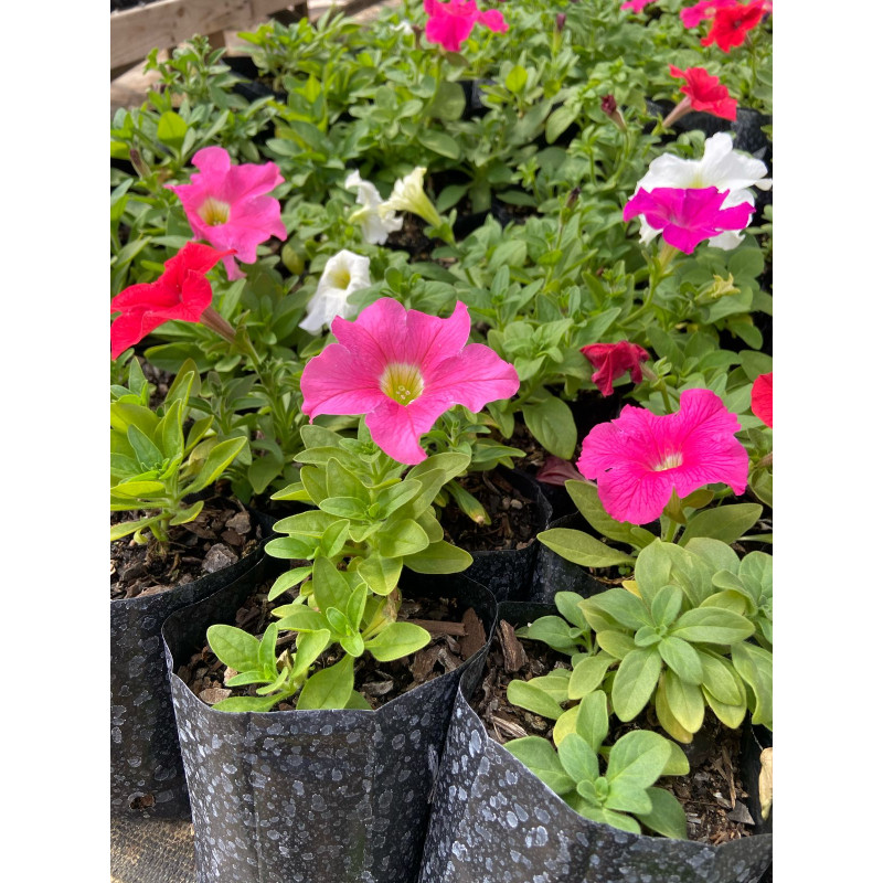Pack de Petunia