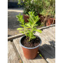 Plectranthus Neochilus