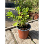 Plectranthus Neochilus