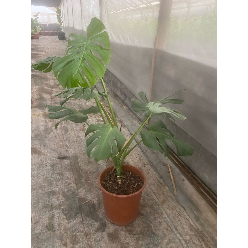 Monstera