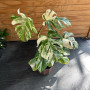 Monstera AlboVariegada Arreglo + tuthor