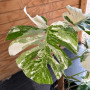 Monstera AlboVariegada Arreglo + tuthor