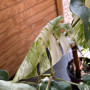 Monstera AlboVariegada Arreglo + tuthor