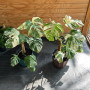 Monstera AlboVariegada Arreglo + tuthor