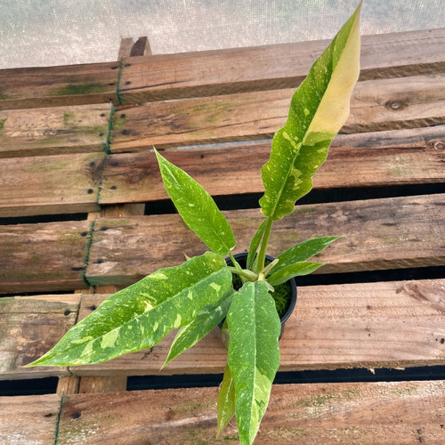 Philodendron Ring Of Fire