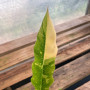 Philodendron Ring Of Fire