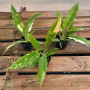 Philodendron Ring Of Fire