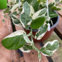 Scindapsus N´joys
