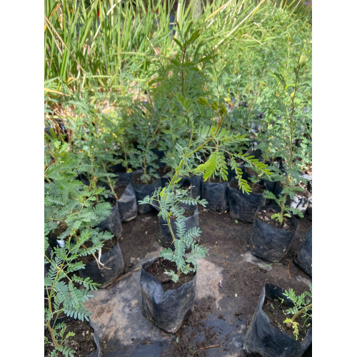 Acacia capensis