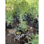Acacia capensis