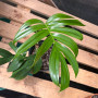 Rhaphidophora Decursiva