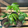 Rhaphidophora Decursiva