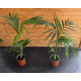 Palmera Kentia ( Palmera de Oficina )