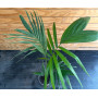 Palmera Kentia ( Palmera de Oficina )