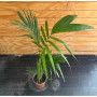 Palmera Kentia ( Palmera de Oficina )