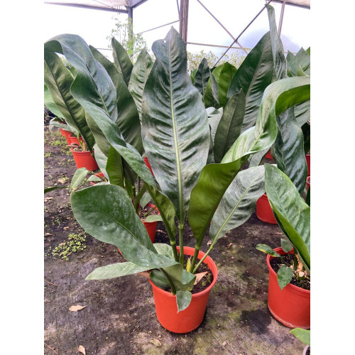 Anthurium Coriaceum