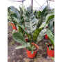 Anthurium Coriaceum