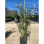Romerillo (Baccharis linearis)