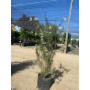 Romerillo (Baccharis linearis)