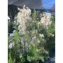Romerillo (Baccharis linearis)