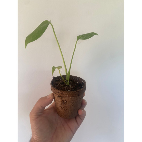 Plantin de Monstera en Maceta de Fibra de Coco