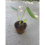 Plantin de Monstera en Maceta de Fibra de Coco