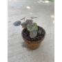 Plantín de Peperomia Caperata en maceta de fibra de coco