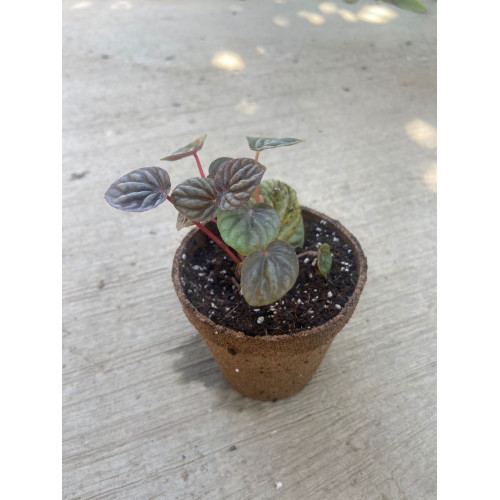 Plantín de Peperomia Caperata en maceta de fibra de coco