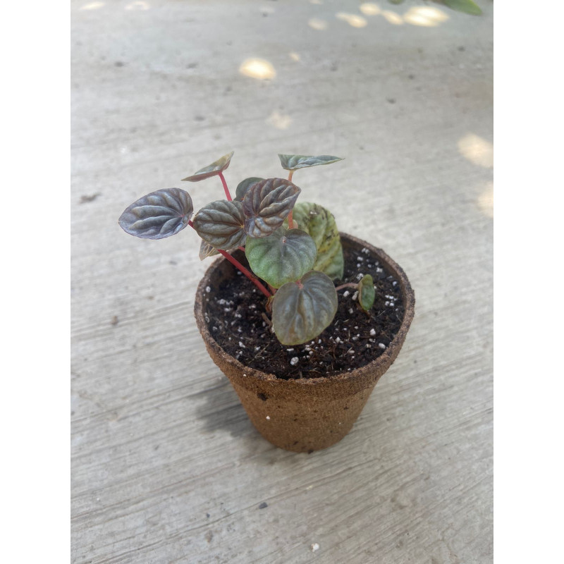 Plantín de Peperomia Caperata en maceta de fibra de coco