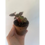 Plantín de Peperomia Caperata en maceta de fibra de coco
