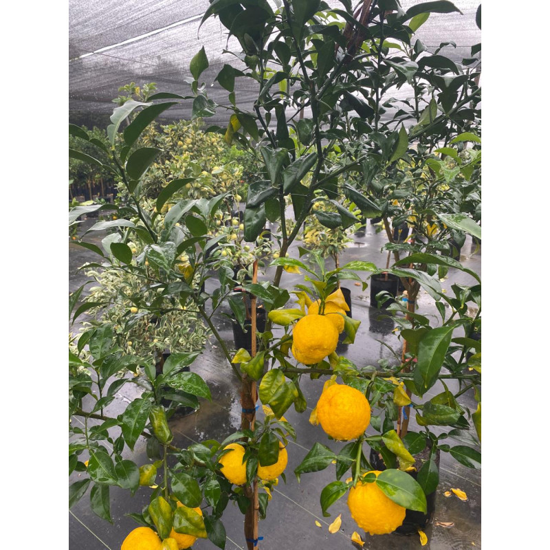 Citrus Yuzu o limón Yuzu
