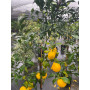 Citrus Yuzu o limón Yuzu