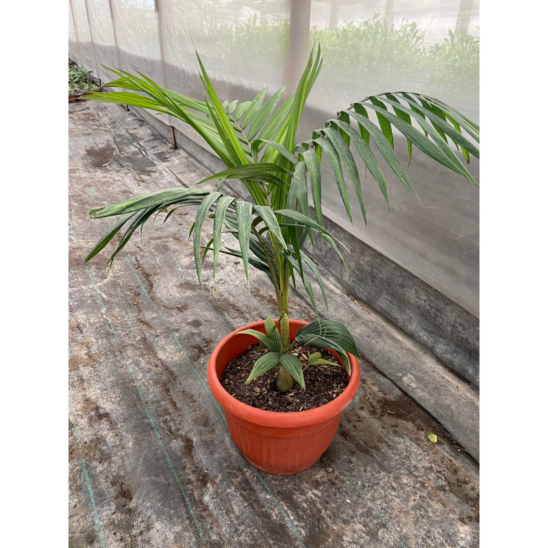 Palmera Kentia / Kentya