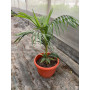 Palmera Kentia / Kentya