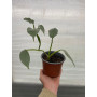 Philodendron Silver Sword