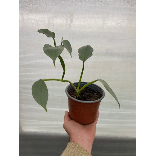 Philodendron Silver Sword