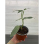 Philodendron Silver Sword