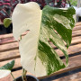 Monstera Borsigiana Variegada
