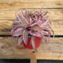 Cryptanthus Pink ( bromelias enanas )